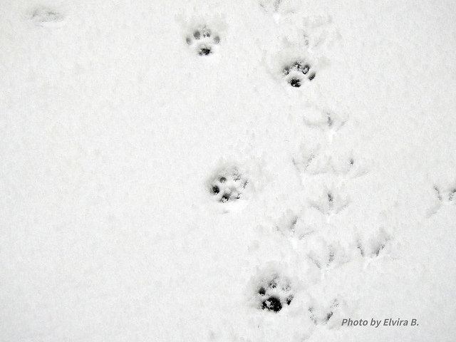 Spur Im Schnee Bestimmungshilfe