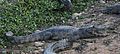 Caiman yacare Pantanal.jpg