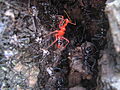 YokozunaAssassinBug NymphalMolt01.JPG