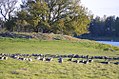 Lango-medium-Fylkesmannen-i-Vestfold.jpg