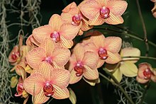 Phalaenopsis Baldins Kaleidoscope Golden Treasure 0zz.jpg