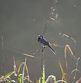 2016.07.17.-04-Westensee Felde--Bachstelze.jpg