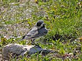 Motacilla alba (18606395282).jpg