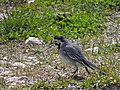 Motacilla alba (18606394562).jpg