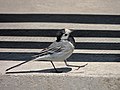 Motacilla alba (18423546719).jpg