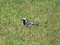 Motacilla alba (8720629212).jpg