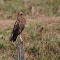 Buteogallus meridionalis Pantanal.jpg