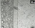 File:3D-Microfluidic-model-for-evaluating-immunotherapy-efficacy-by-tracking-dendritic-cell-behaviour-41598 2017 1013 MOESM2 ESM.ogv