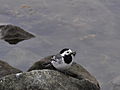 Motacilla alba 1.JPG