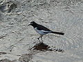 Segurosekirei 06f7981v.jpg