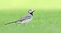 White wagtail 1.jpg