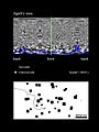 File:A-Bio-inspired-Collision-Avoidance-Model-Based-on-Spatial-Information-Derived-from-Motion-Detectors-pcbi.1004339.s020.ogv