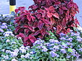 Ageratum +Coleus.JPG