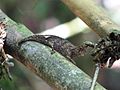 Brookesia Ranomafana 1.jpg