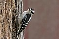 Downy woodpecker bent of the river (29451017785).jpg