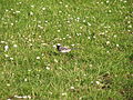 White Wagtail.JPG