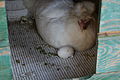" 12 - ITALY - Chicken hen and hatching eggs.JPG