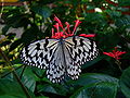 Paper Kite in Taipei Zoo 11-12-2007.JPG