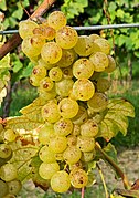 Weißburgunder Traube P1120164.jpg