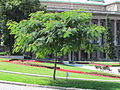 Albizia pionirski park.JPG