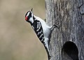 Downy woodpecker avalon april II (14268383246).jpg