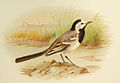 White Wagtail Grönvold.jpg