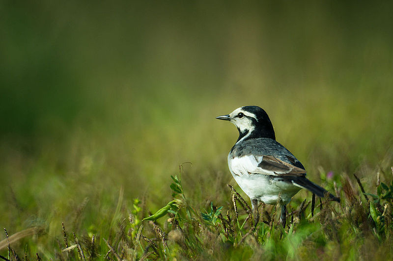 File:White Wagtail (8737690785).jpg