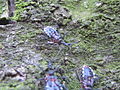 YokozunaAssassinBug SearchTargetUnderBark01.jpg