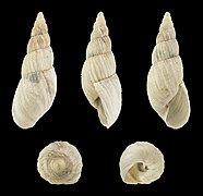 Bostryx cf. lesueureanus 01.JPG