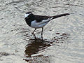 Segurosekirei 06f7982v.jpg