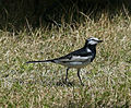 Motacilla lugens.jpg