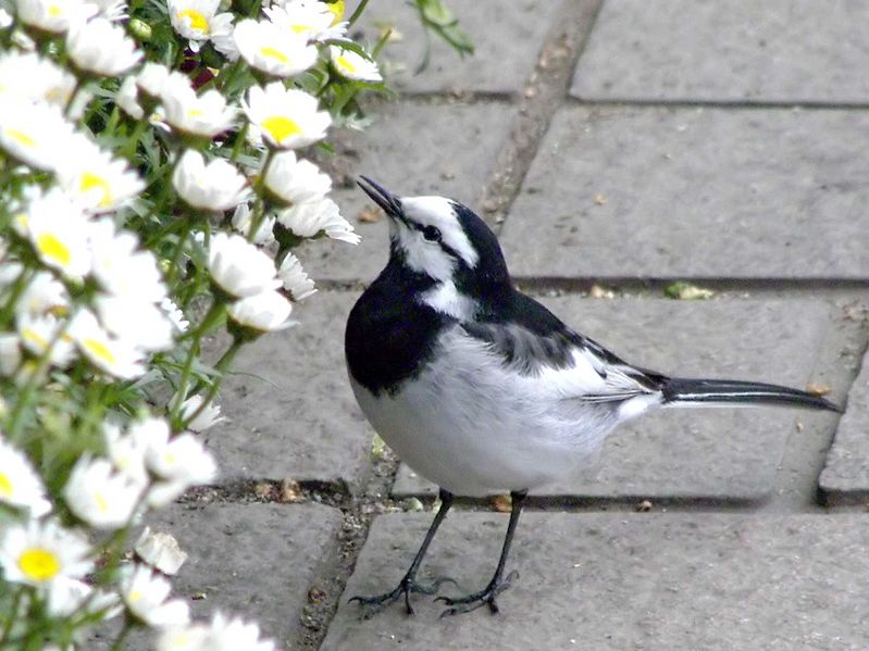 File:Motacilla alba -Kumamoto, Kyushu, Japan-8.jpg