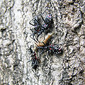 Agriosphodrus dohrni DSCN2511.t.a.jpg