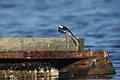 Motacilla alba (33752457886).jpg