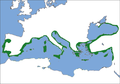 Mapa pinus pinea.png