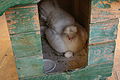 " 12 - ITALY - Chicken hen and hatching eggs 4.JPG