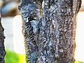 Downy woodpecker (35317905430).jpg