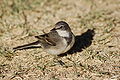 Motacilla capensis -Fish River Canyon, Namibia-8.jpg