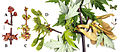 Acer saccharinum phenology.jpg