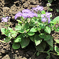 Ageratum mexicanum.jpg