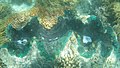 Endosymbiosis in Tridacna.jpg
