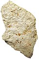 Potamogeton fossil.jpg