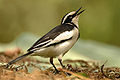 Africanpiedwagtail.jpg