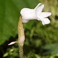 Myrmechis japonica (flower s3).JPG