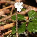 Myrmechis japonica (flower s5).JPG