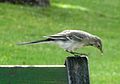 Oiseau de Toulouse.jpg