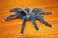 Avicularia-geroldi-juvenile-lateral.jpg