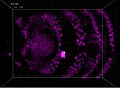 File:5D-imaging-via-light-sheet-microscopy-reveals-cell-dynamics-during-the-eye-antenna-disc-primordium-srep44945-s2.ogv