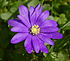 Anemone blanda BW.JPG