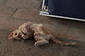 " 12 - ITALY - cat ( kitten ) 02.JPG